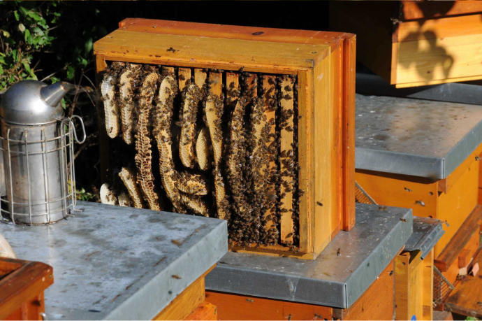 Bienenwohnung