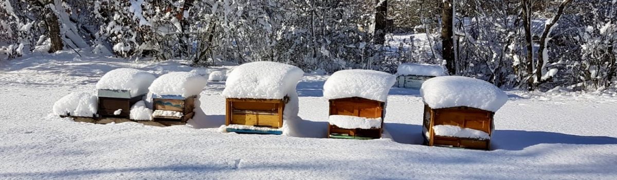 Der Bienenzuchtverein Amberg e.V. wünscht euch frohe Festtage und ein glückliches Neues Jahr 2020