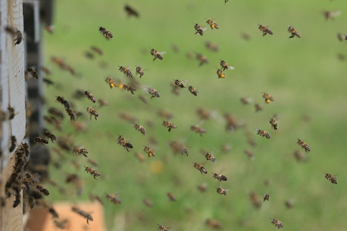 Bienen Frühling