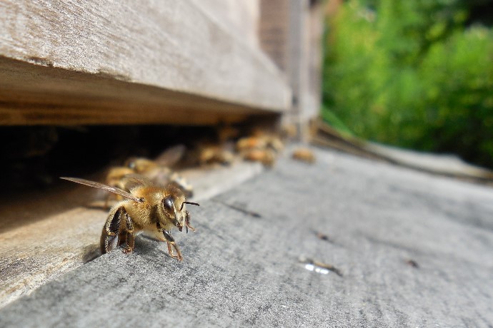 Bienen Herbst