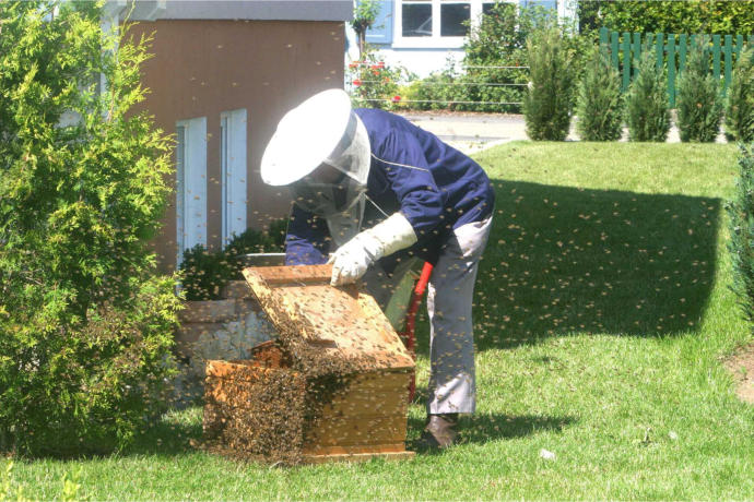 Bienenanmeldung